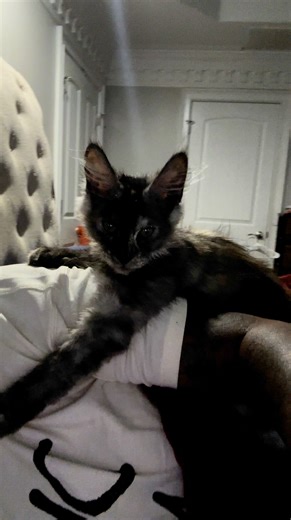 52K views · 351 reactions | My Sweet Khaleesi癩 #mainecoonkitten | Ebonie Marie Baxter | Facebook