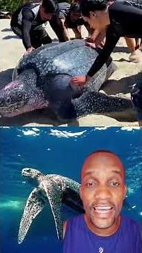 The leatherback turtle and its characteristics.