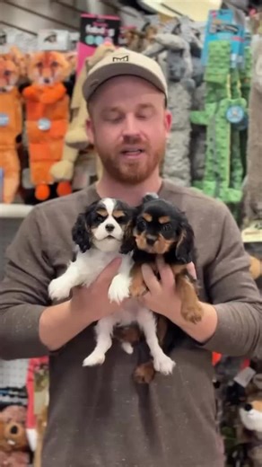 Cavalier King Charles Puppies for Adoption