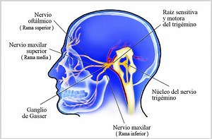 Nervio Trigémino ¿Qué es?, anatomía, función, ramas, enfermedades más