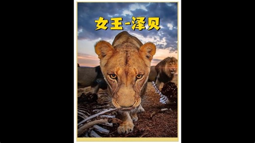 女王泽贝:她为了族群牺牲自己，为了孩子的安全又选择离开。