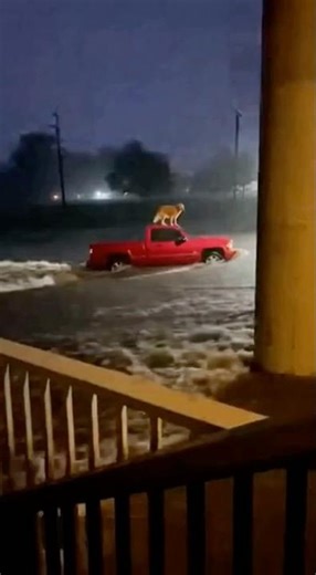 The dog was already underwater and then this man show up …