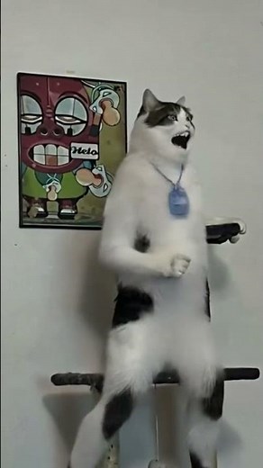 les chat quand on quittes la maison... 😳🚨 #chat #PasNormal #drole_videos