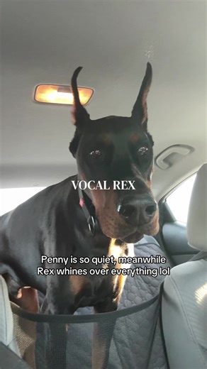 Discover Penny the Quiet Doberman and Vocal Rex