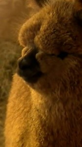 One alpaca had to be put down and another was badly injured in an attack by hounds from one of Derbyshire's leading hunts. The Meynell and South Staffordshire Hunt has apologised to the animals' owner Angela Andersen who says they need to make changes. | BBC Nottingham