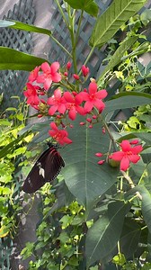 🌸 Have you ever seen a proboscis in action? Watch this butterfly use its long, straw-like mouth to feed! Butterflies use their proboscis to suck nectar from flowers, juice from rotting fruits, and minerals from puddles. Stop by and see if you can spot it on your next trip to BHA! . . . #BHA #Butterfly #ButterflyHouse #Aquarium #SiouxFalls #ButterflyFacts #ButterflyMagic #NatureInAction #Pollinators | Butterfly House & Aquarium
