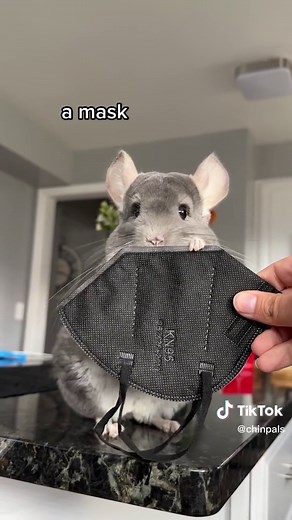 Chinchilla Holding Things Compilation