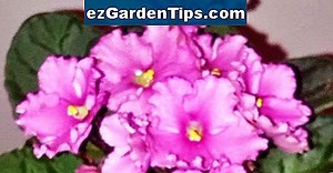 Problemas de hojas de violeta africana 🌱 Tips Jardineros - Es.ezGardenTips.com