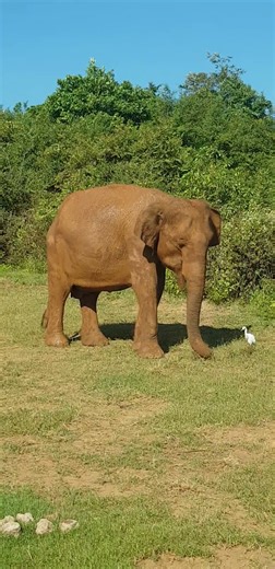 Elephant eating grass🐘🐘🐘