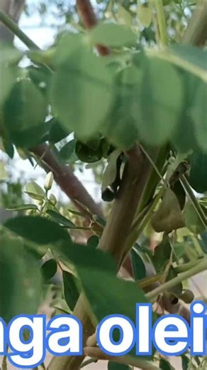 moringa oleifera #cooking#trending