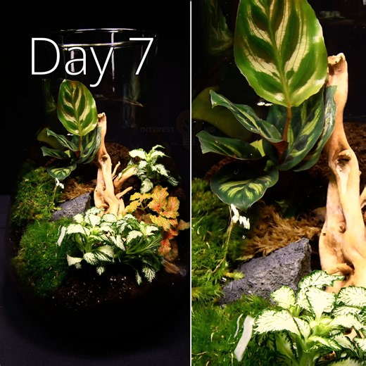 DIY Jar Ecosystem Timelapse Compilation | Interesting as FCK