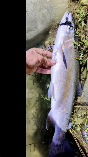 North American Fly Fisher vs. New Zealand