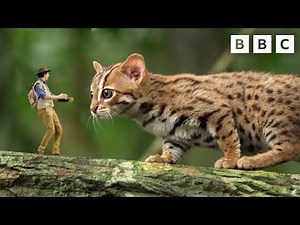 Andy's Global Adventures: Fishing Cat 🐟🐈 | CBeebies