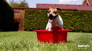 337 reactions · 24 shares | How does your pet enjoy summer? | RSPCA Pet Insurance | Facebook