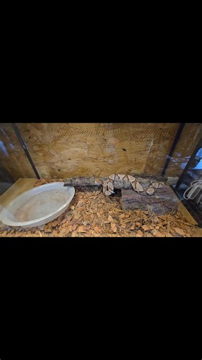 Hope has got big!! I'm so glad she is back to the Rescue!! #copperhead #rattlesnake | Kim Herlovich