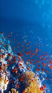 The Beauty of the Ocean That Calms Your Mind 🐢🌊 | Hidden Underwater Paradise