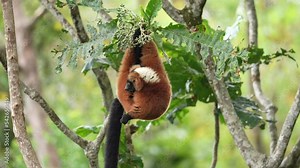 Red ruffed lemur, Varecia rubra, widl monkey from Madagascar. Red ruffed Lemur from west coast, Akanin’ ny nofy. Red brown monkey in the nature habitat. Wildlife Madagascar.