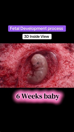 Exploring Fetal Development: 3D Views Inside the Belly