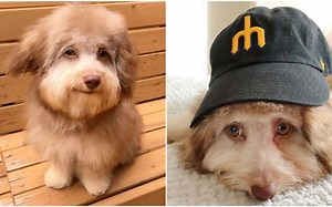 Dog with human like eyes, smile takes Internet by storm