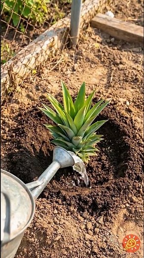 O jeito mais fácil de cultivar abacaxi em casa 🔥🍍