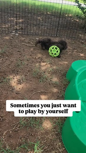 Gorgeous chocolate goldendoodle 7 weeks old!! #georgiagoldendoodles #goldendoodlesofatlanta #goldendoodlesofgeorgia #goldendoodle #goldendoodlepuppies #goldendoodlesofinstagram #goldendoodlepuppiesofinstagram #puppies #puppiesofinstagram #goldendoodles | Chattahoochee Kennels