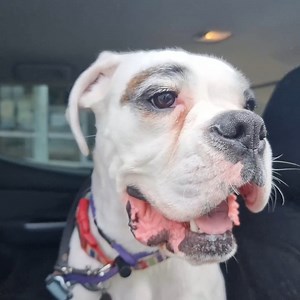 4.7K views · 779 reactions | A day out with a Boxer PTSD service dog in training. - If you would like to know more, leave a comment below and ill make it into a video! | Vo-Gus Prospecting | Facebook