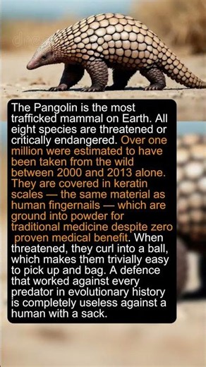 The Most Trafficked Animal on Earth Looks Like a Pinecone #animal #shorts