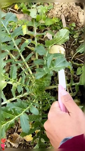 How to Harvest and Prepare Fresh Turnips at Home