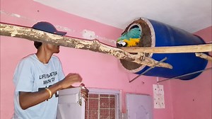 739K views · 19K reactions | Macaws Breeding Progress & Bird Breeding Colony Setup.. | Parrot Dipankar | Facebook