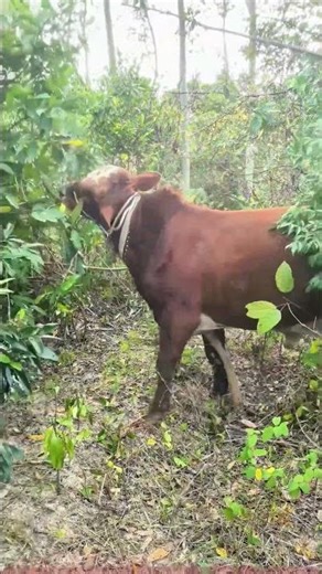 Smart Cow: Knows How to Pull Branches and Eat