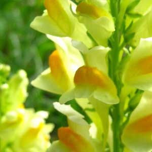 Yellow Toadflax - Montana Weed Control Association