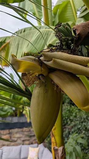 Jacky Uda on Instagram: "🍌 BANANEN Hast du schon mal Bananen in Deutschland gesehen? Ich auch nicht 😂 In über 2m Höhe hat unsere Bananenstaude 'Musa Basjoo' das erste Mal eine Blüte gebildet. Und es sind tatsächlich kleine Mini-Bananen zu erkennen 😱 wie verrückt ist denn!? 👉🏾 Die #bananen werden in Deutschland natürlich leider nicht reifen und genießbar sein. Aber dennoch mega cool, dass wir so etwas in unserem Garten haben 😍 ✅ Leider wird auch der Stamm mit der Blüte eingehen, aber dafür 