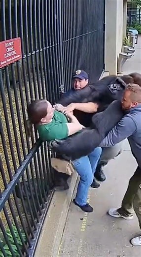 Gorilla Grabs Woman at Zoo – Shocking Rescue