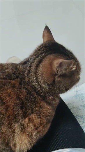 How many steps are needed to knead cat bread? #kitten #meow #cute #animals