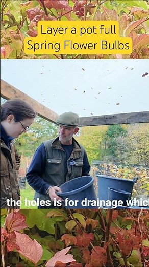 Weeks of different spring flowers in one pot! Layered Bulb Planting