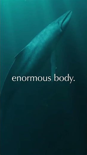 Inside a Blue Whale’s Body