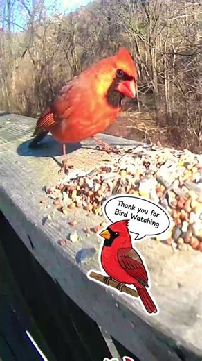 Perfect Pointy Head Cardinal