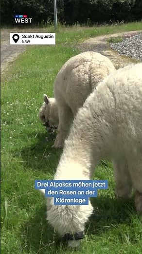 Alpaca as a lawnmower | RTL WEST