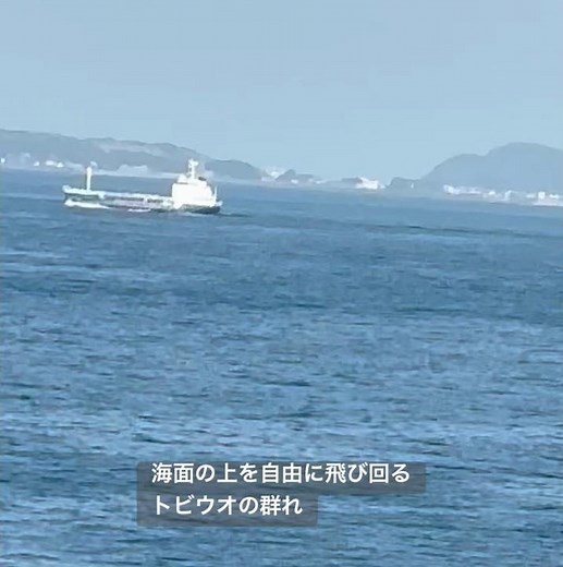 海面の上を自由に飛び回るトビウオ#海#魚#japan#flying fish #travel