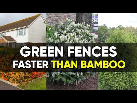 8 Fast-Growing Green Privacy Fences That Outpace Bamboo (And Are Allowed to Plant) 🌿