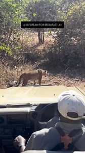 3.2K views · 91 reactions | A DAY DREAM IN THE VALLEY! 﫶 www.lioncamp.com | Lion Camp Zambia | Facebook