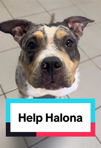 Help Halona the Pocket Bully Find Her Forever Home