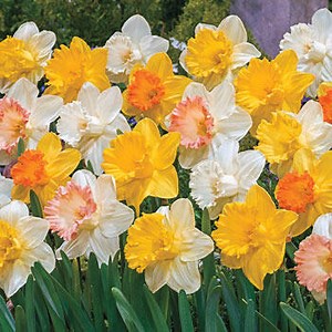 Giant Trumpet Daffodils for Naturalizing