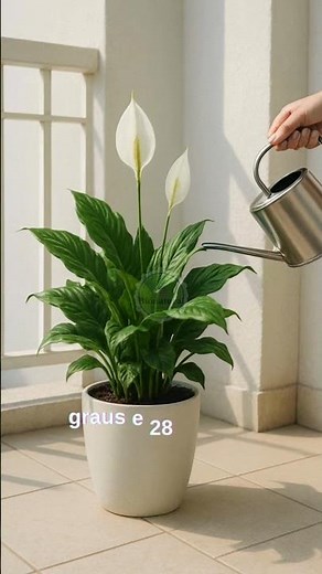 Learn how to care for the peace lily 🌿🕊️ #plants #gardeningtips #peacelily #lily