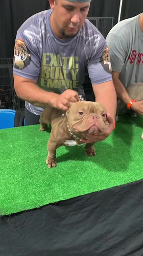#exoticbullybreed #exoticbullyworld #microexoticbullies #dogsoftiktok #foryou #bullypuppies #exoticbullyofficial #exoticbullybreeder #ukc #odessa