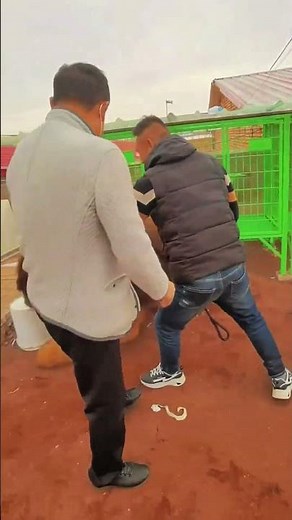 The worlds largest Tibetan Mastiff is here