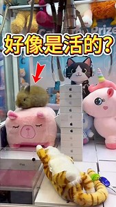 1.2M views · 13K reactions | A rabbit is putting dolls in a claw machine? #clawmachine #arcade | Good Thing Recommendation | Facebook