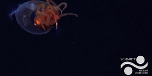 First Footage of Colossal Squid Shared
