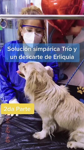 Caring for Dogs: Understanding Tick Infestation Consequences