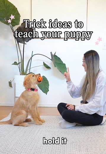 Essential Dog Commands for Training Your Puppy